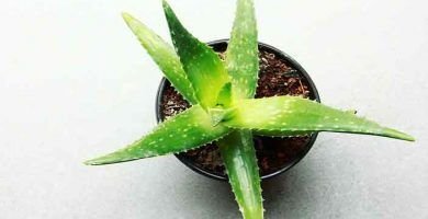 Productos de Aloe Vera