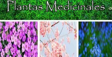 Plantas Medicinales usos y propiedades