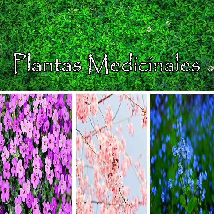 Plantas Medicinales usos y propiedades