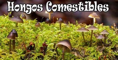 Hongos Comestibles