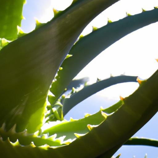 Plantas con aloe vera